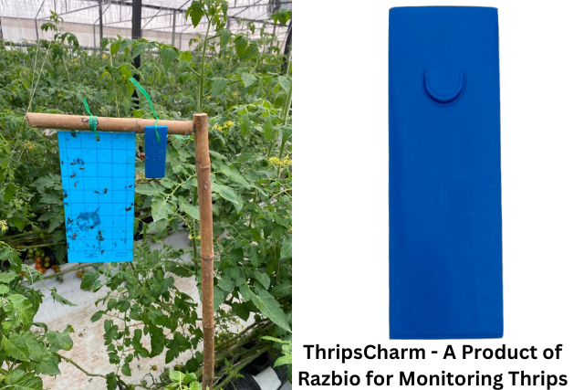 ThripsCharm - A Product of Razbio for Monitoring Thrips